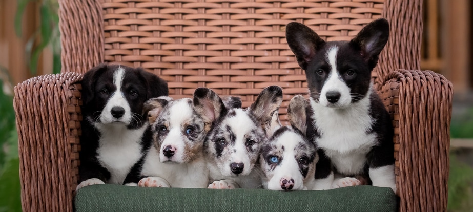 Five corgi puppies with various black, white, and brown markings sit closely together on a wicker chair, facing the camera.