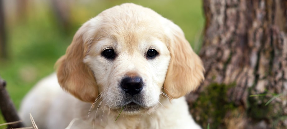 A close-up of a golden retriever puppy sitting outdoors near a tree, looking directly at the camera.