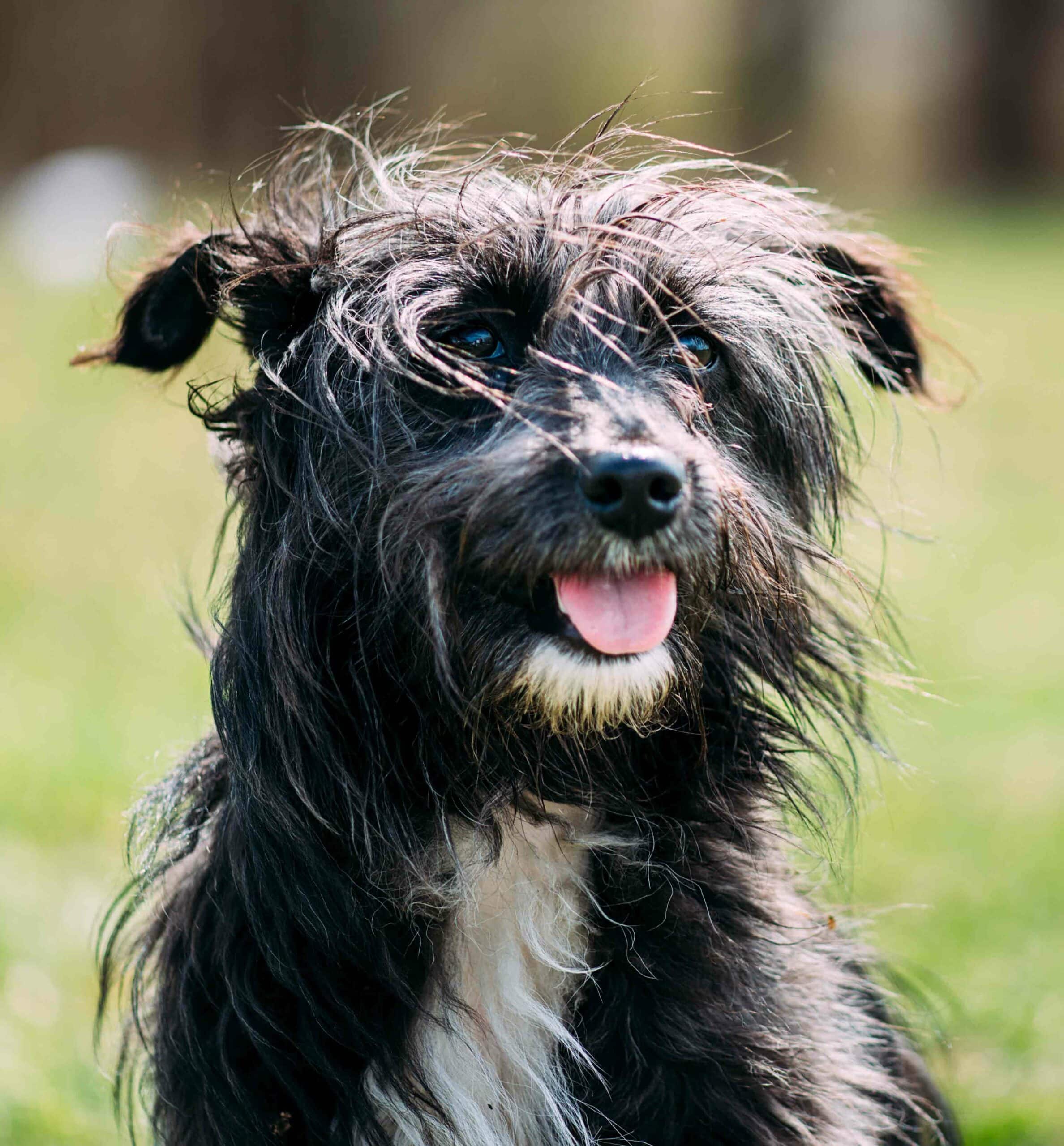 Why Choose Sherwood Animal Hospital