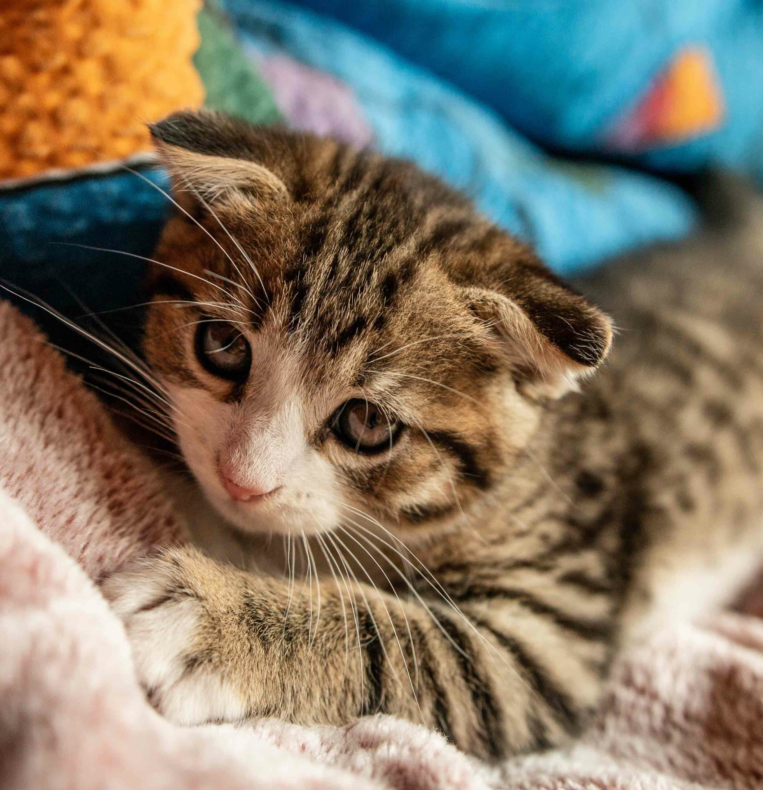 Why Choose Sherwood Animal Hospital